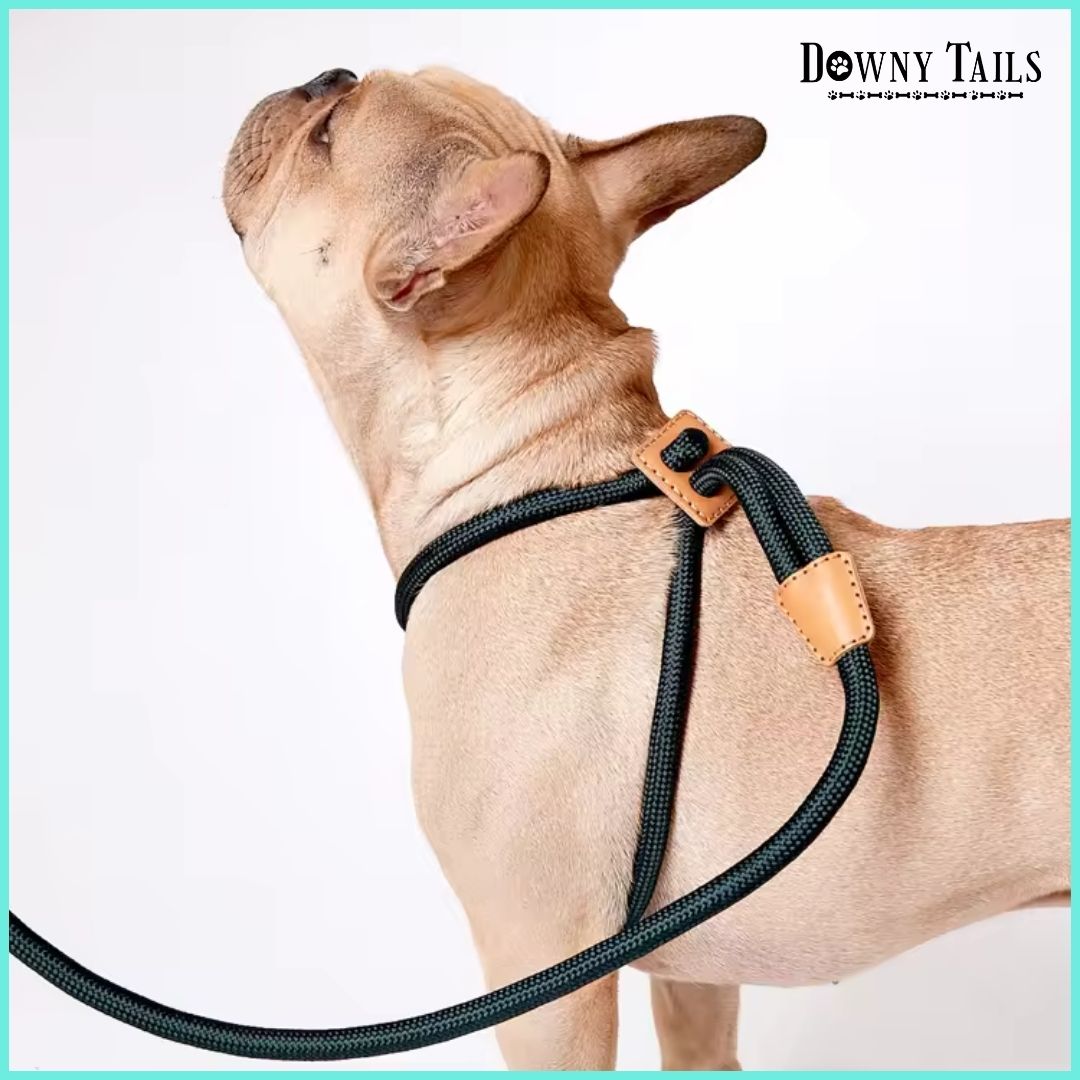pet leash 
