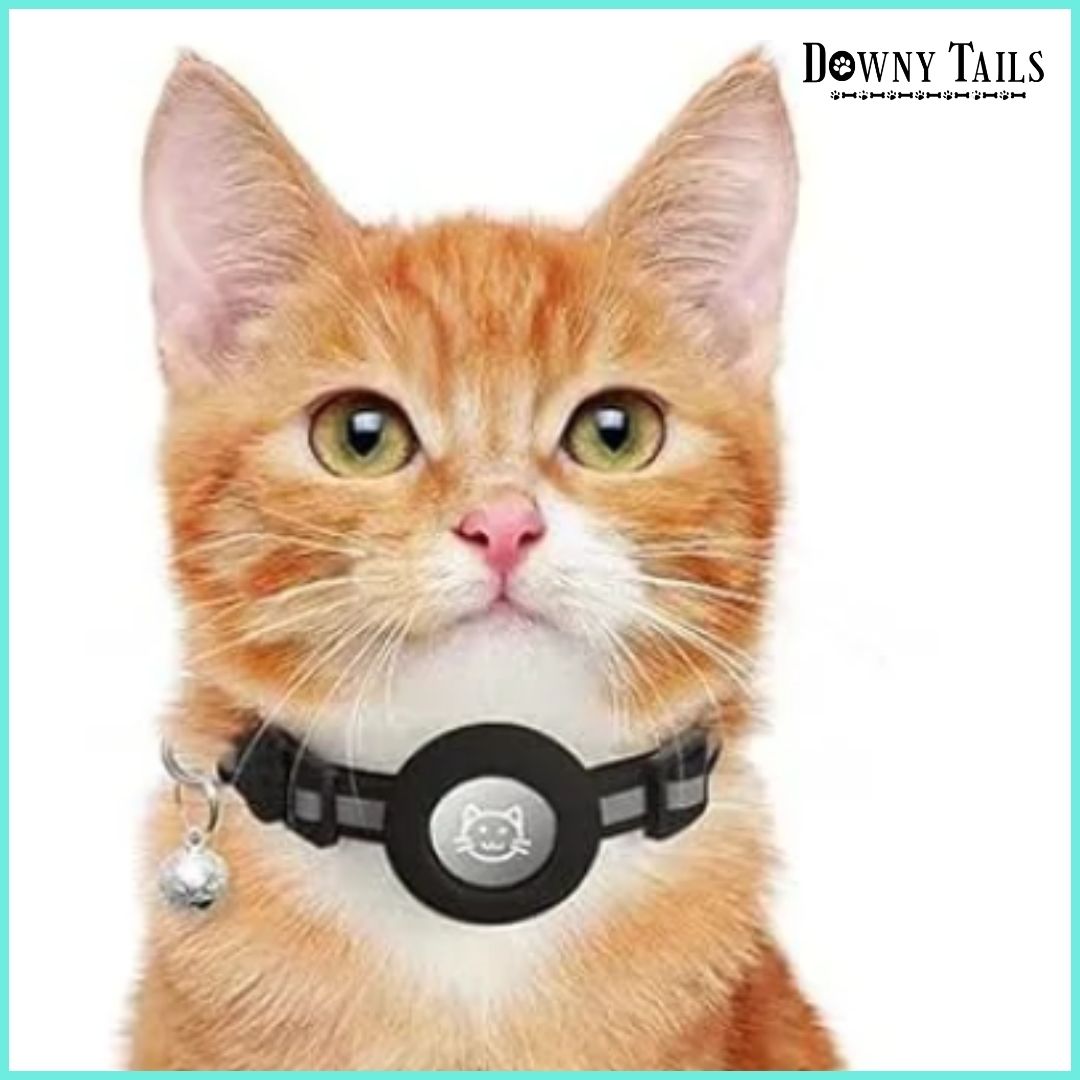 Cat Positioning Collar