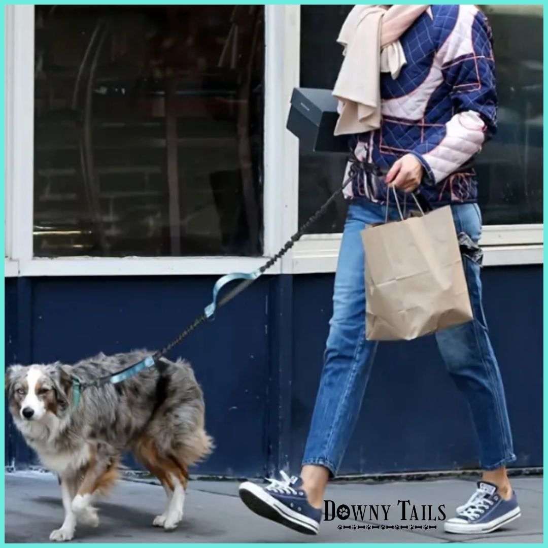 Pet Reflective Leash