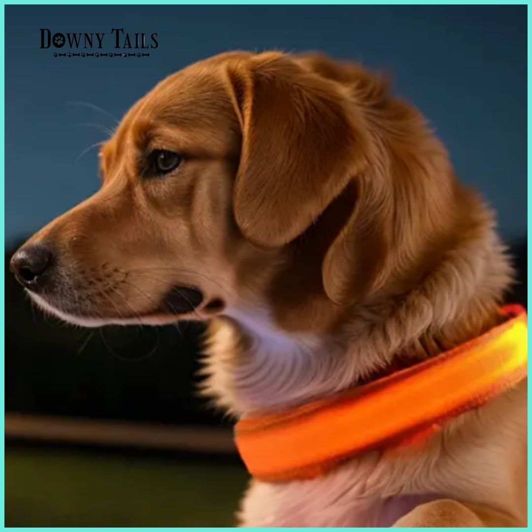 pet LED collar