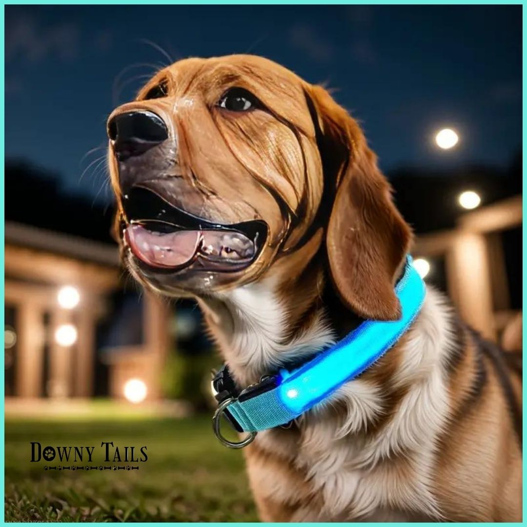 pet LED collar