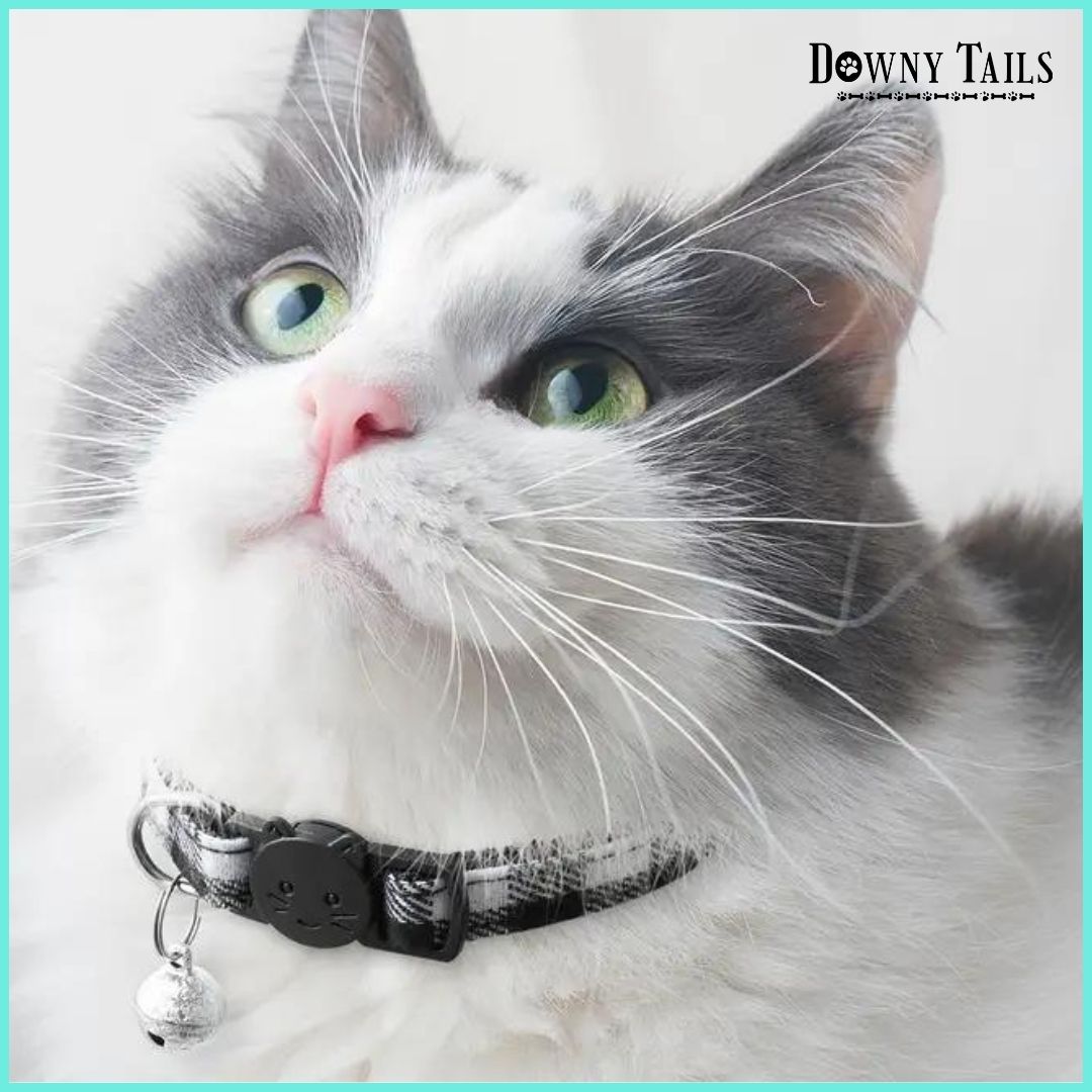 cat collar