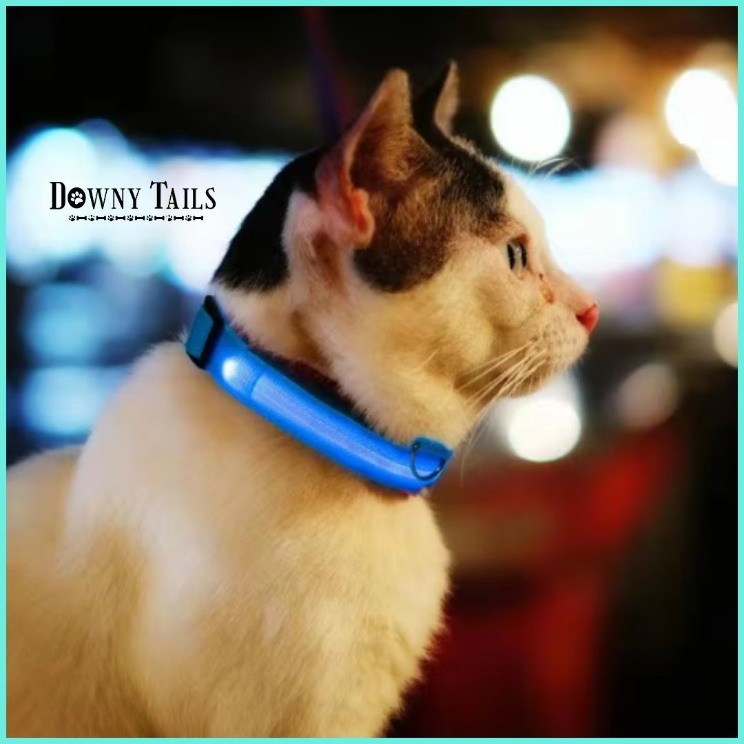pet LED collar