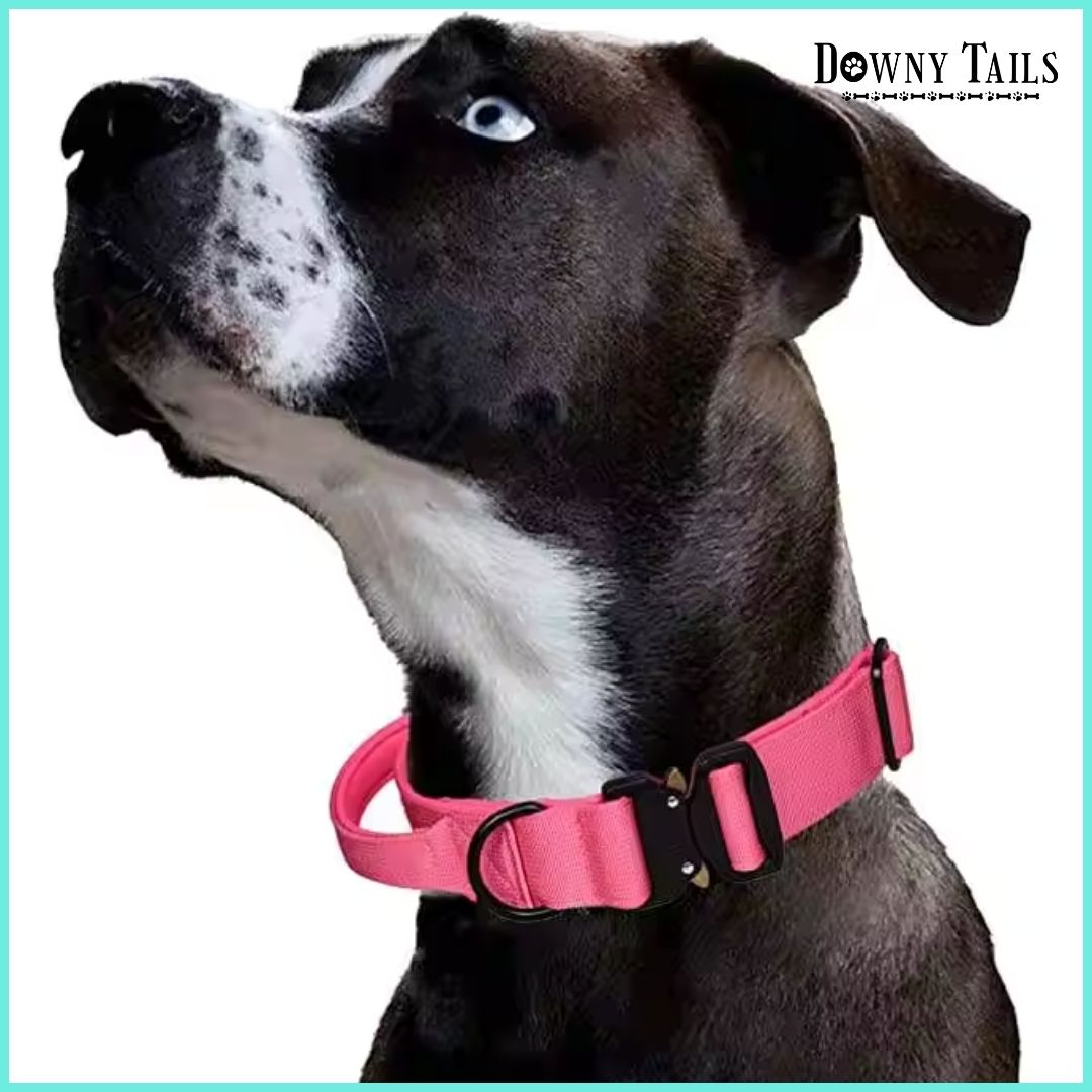 Pet Collar