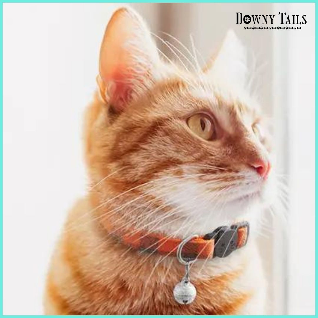 cat collar