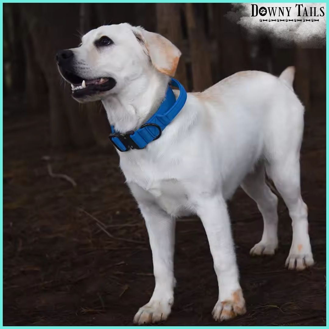 Pet Collar
