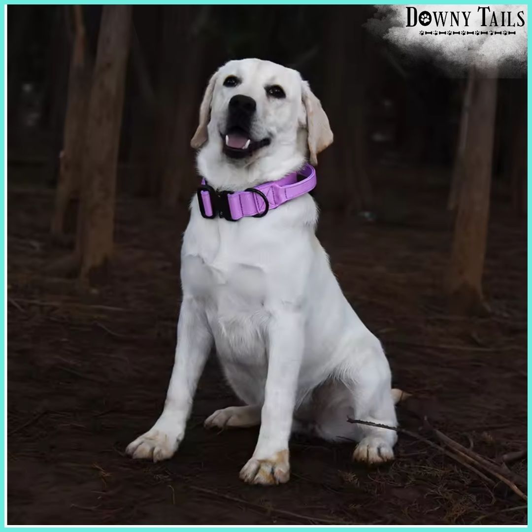 Pet Collar