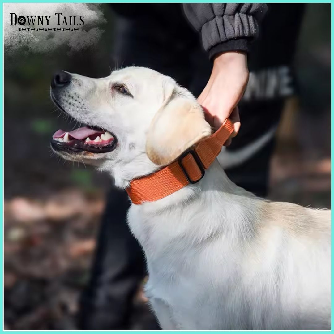 Pet Collar