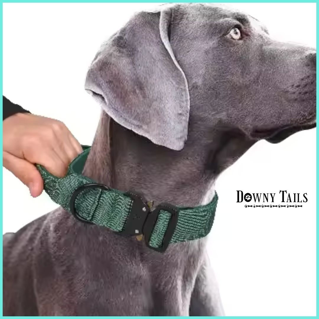 Pet Collar