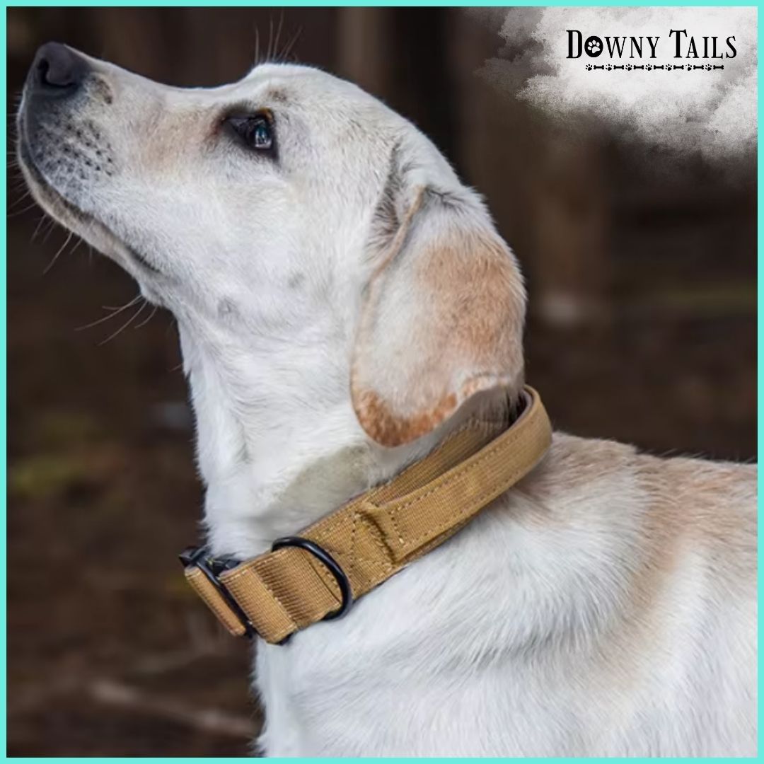 Pet Collar