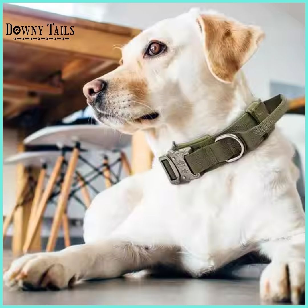 Pet Collar