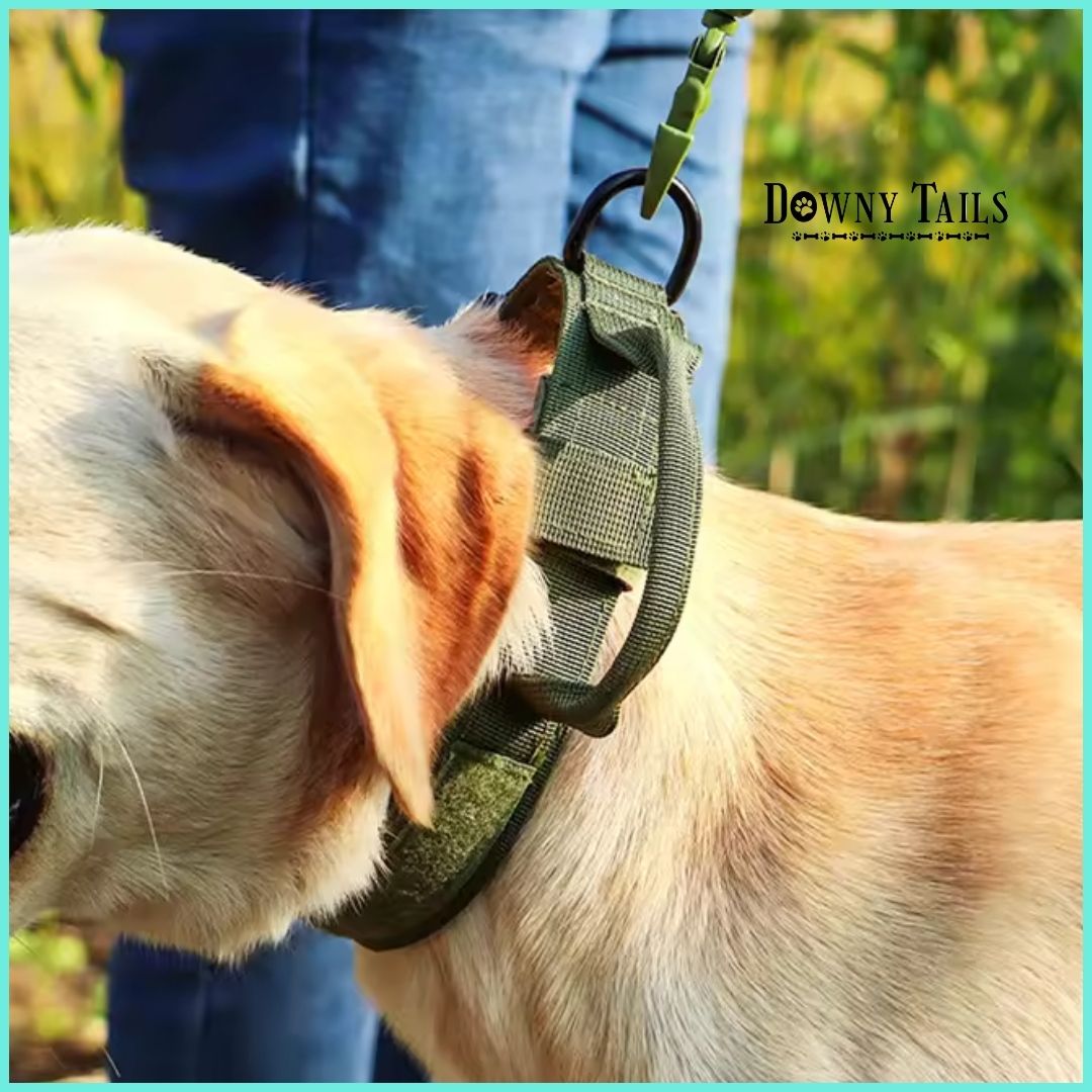 Pet Collar