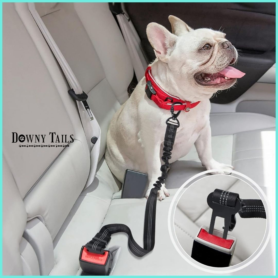  Pet Seat Belt