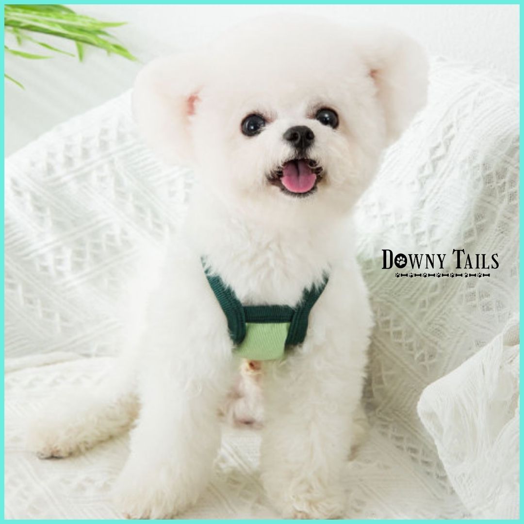 pet vest