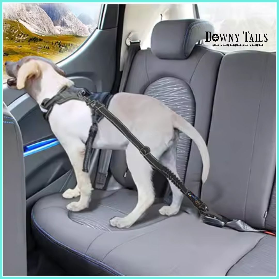  Pet Seat Belt