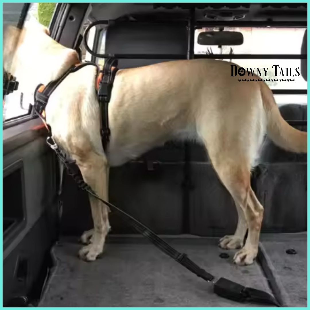  Pet Seat Belt