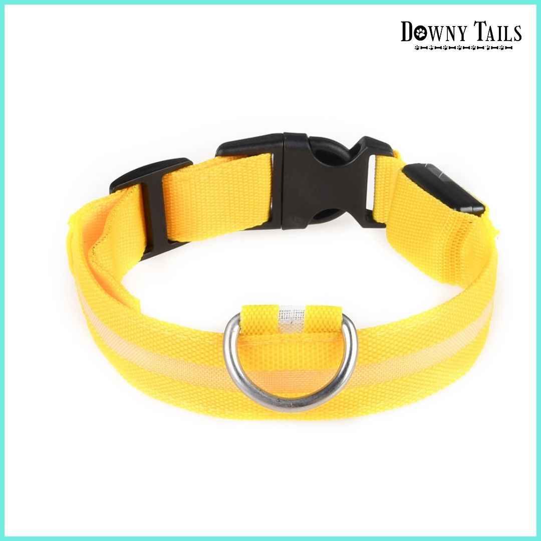 pet LED collar