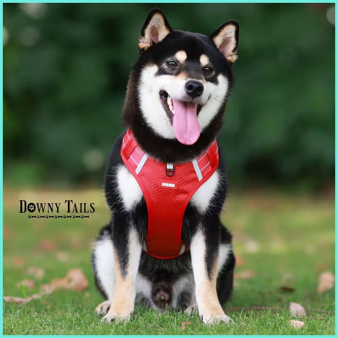 Pet Leash Vest