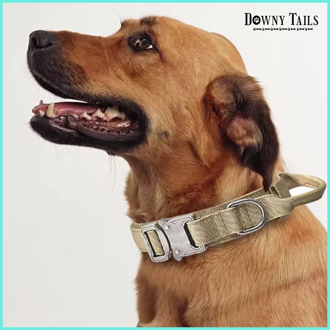 Pet Collar