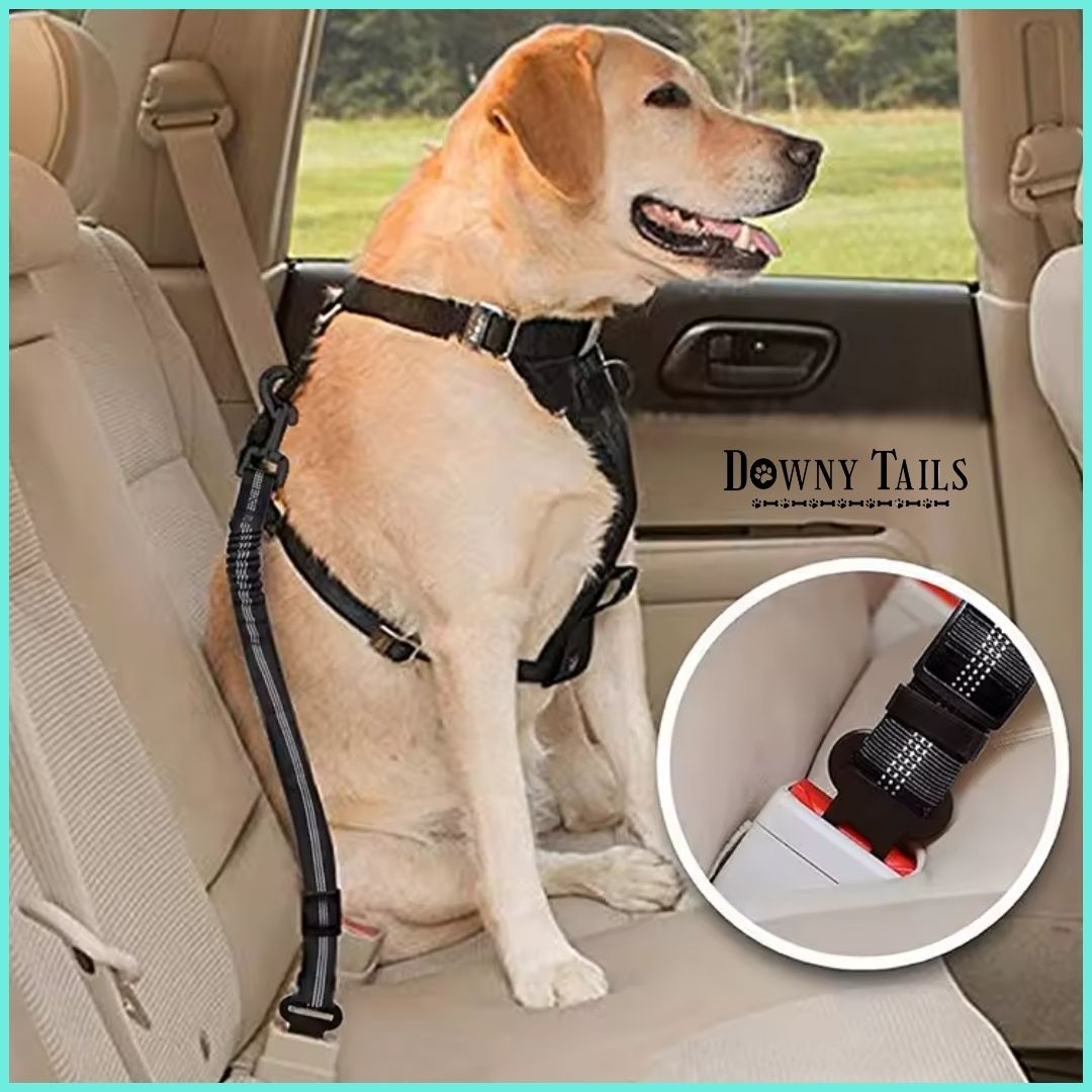  Pet Seat Belt