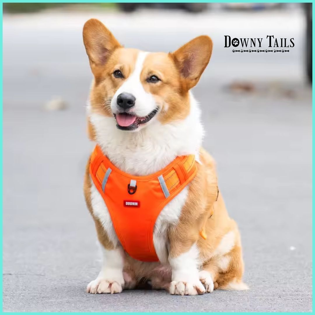 Pet Leash Vest