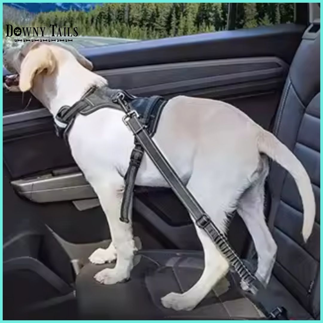  Pet Seat Belt