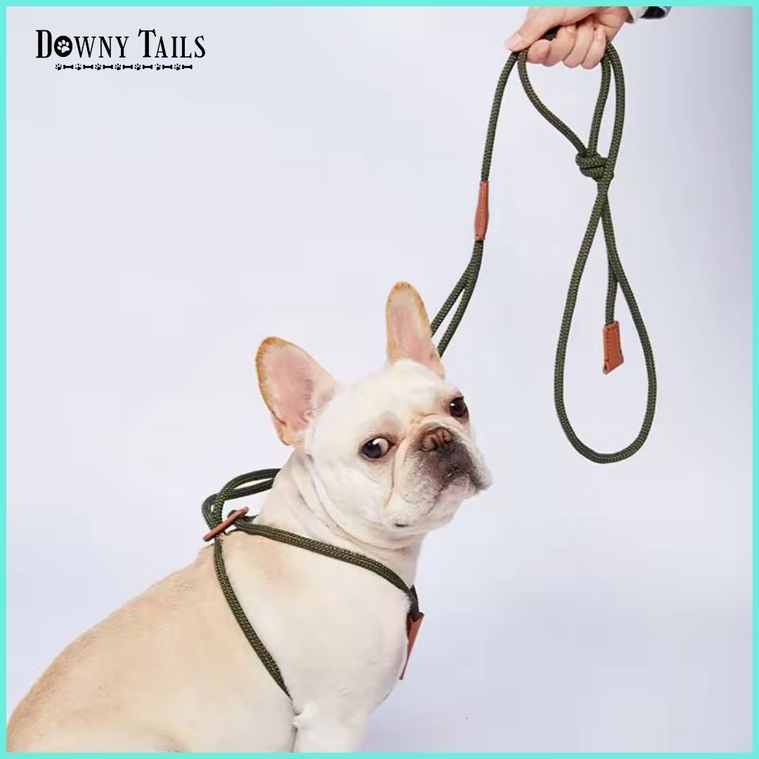 pet leash 
