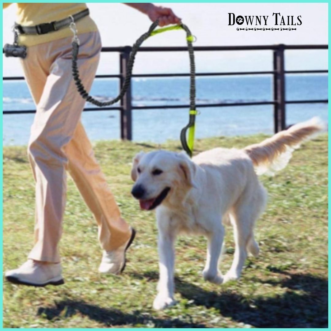 Pet Reflective Leash