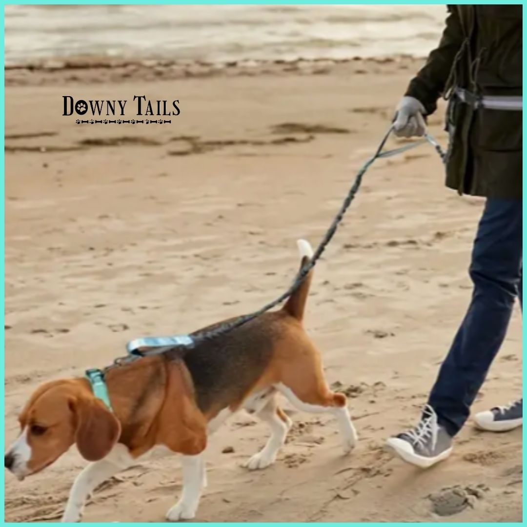 Pet Reflective Leash