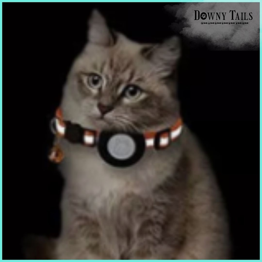 Cat Positioning Collar