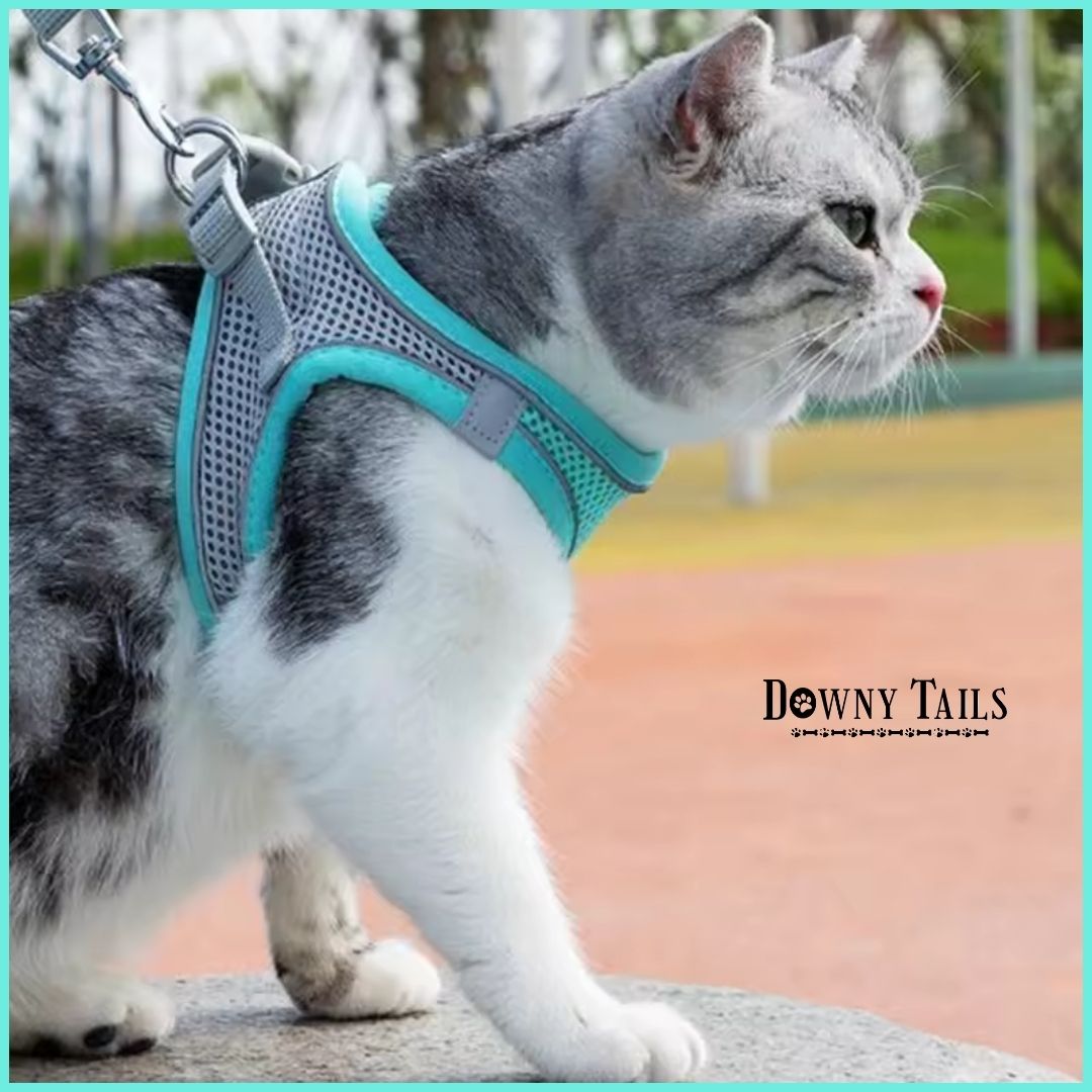  Chest Strap Vest