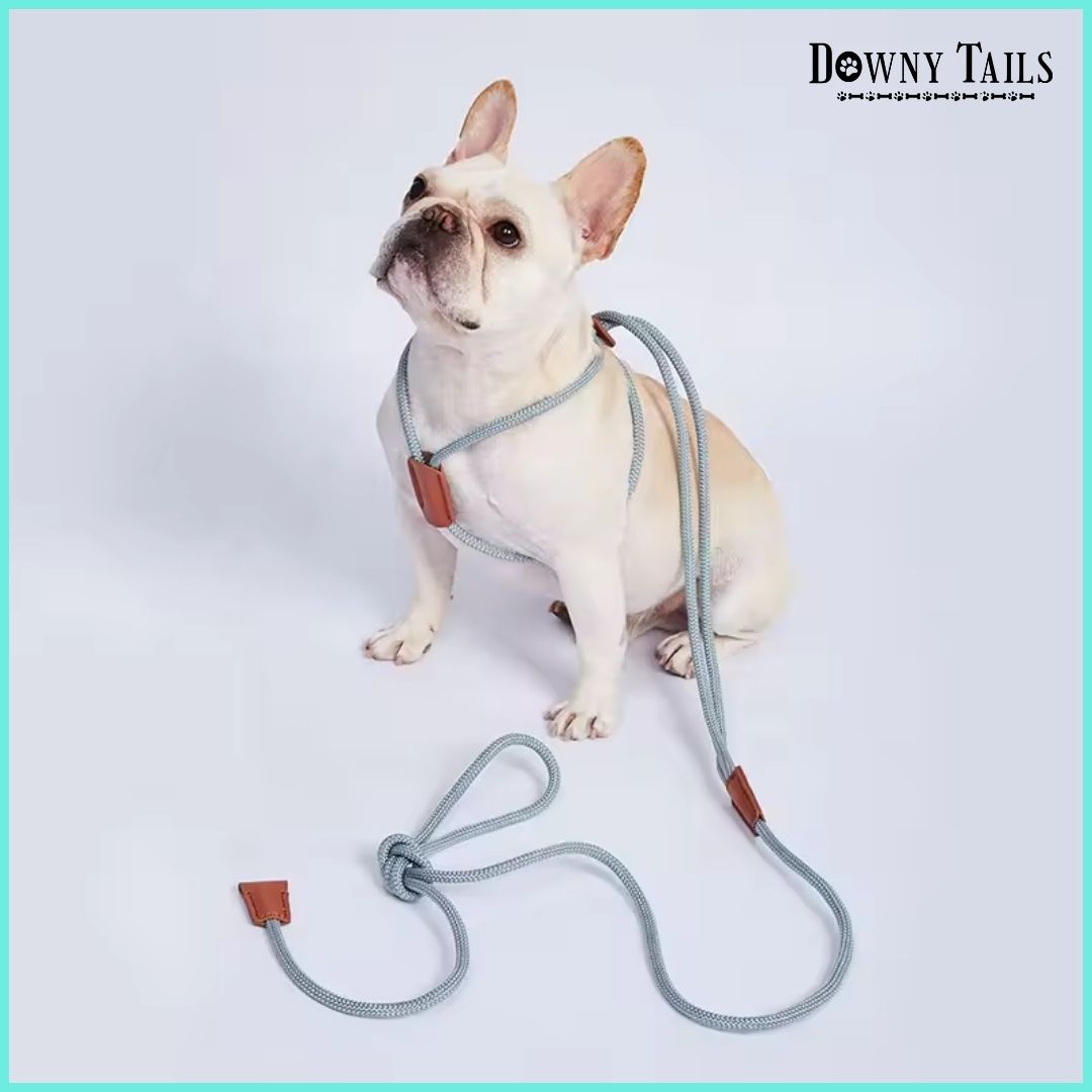 pet leash 