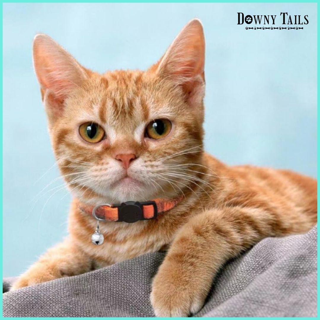 cat collar