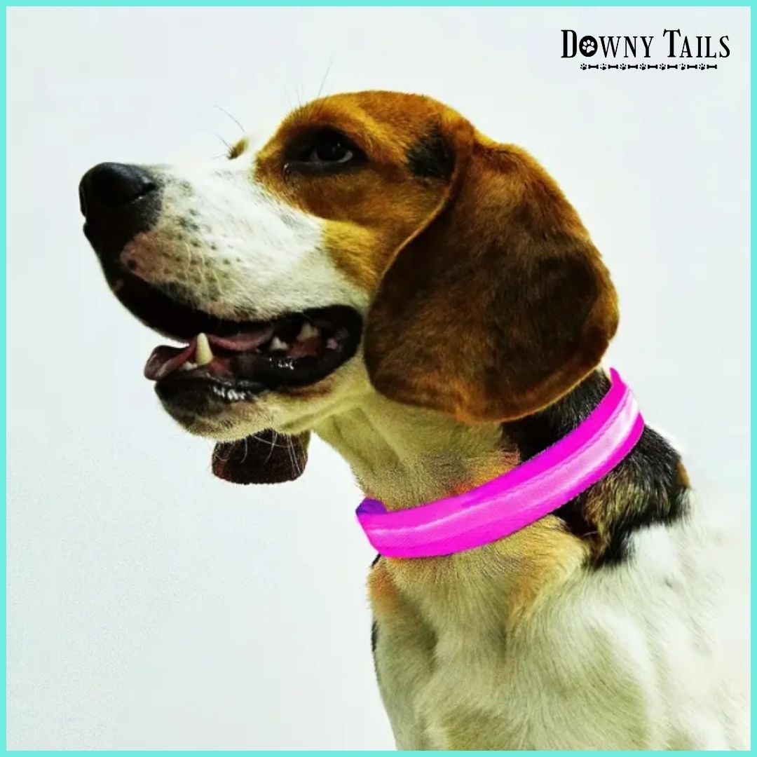 pet LED collar