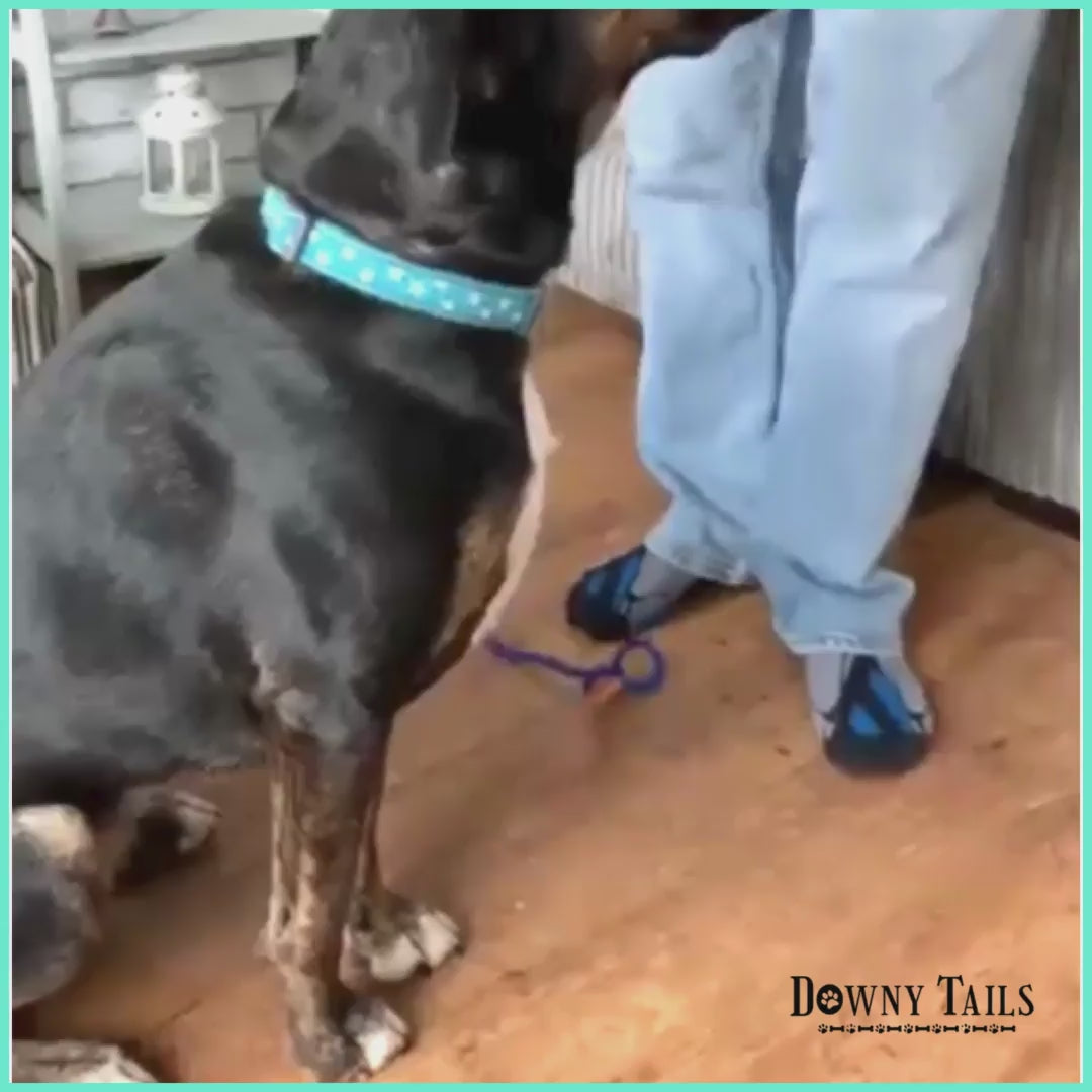 pet leash 