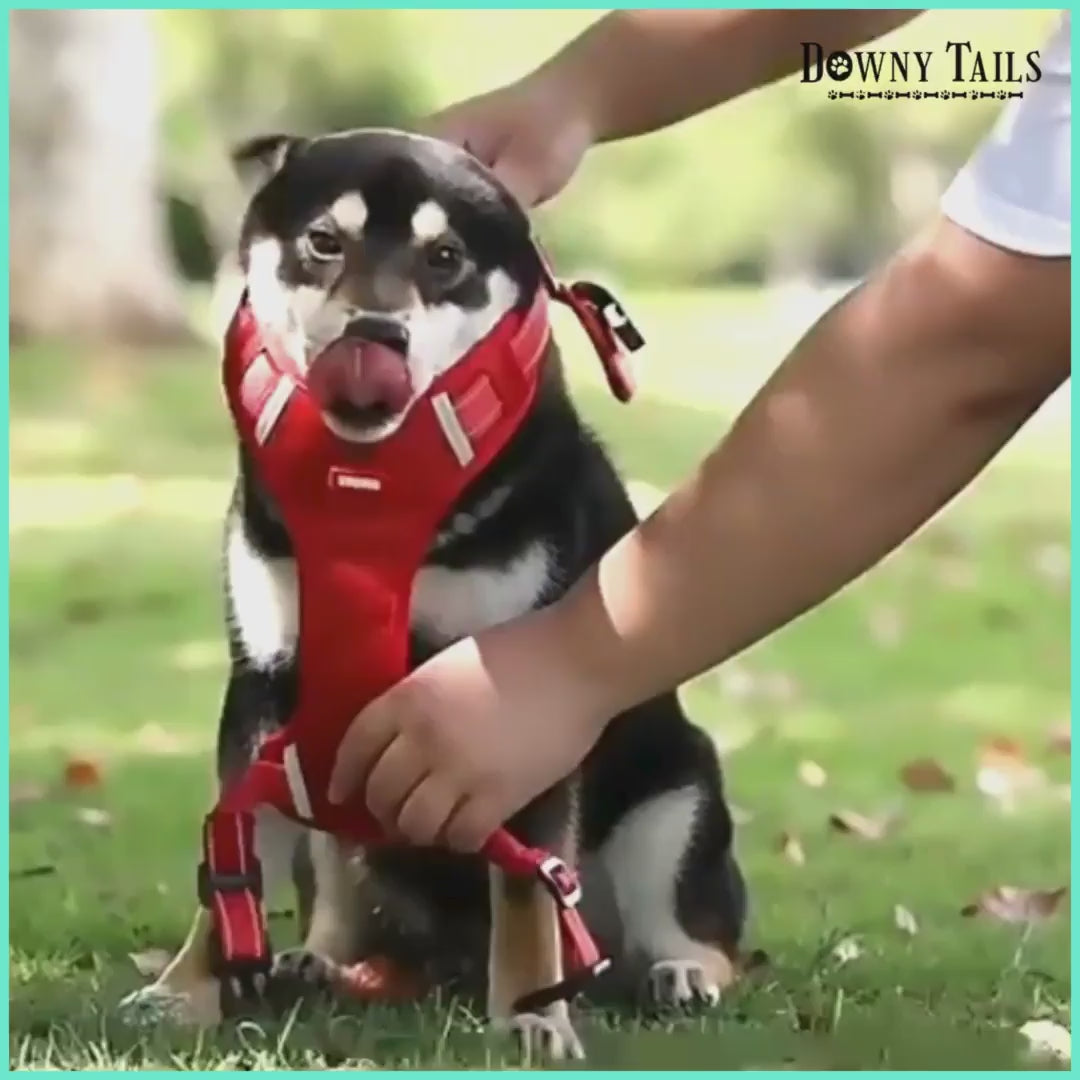 Pet Leash Vest